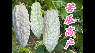 苦瓜高产种植策略：苦瓜苗移栽， 苦瓜施肥，苦瓜修剪  #苦瓜家庭有机种植系列