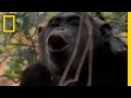 How male chimps show off  national geographic
