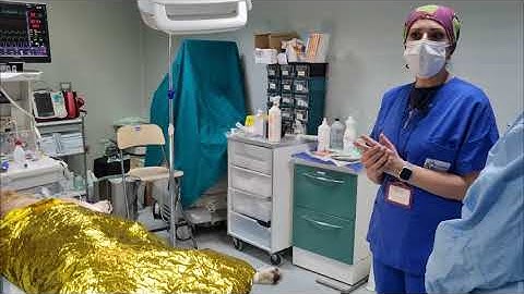 Chirurgia Veterinaria con la Dott.ssa Dolce