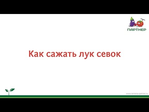 Как сажать лук-севок