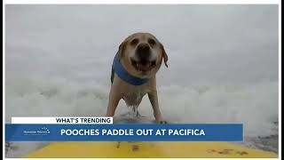 Hawaii News Now   World Dog Surfing Championships Story by TasteTV Networks 145 views 1 year ago 1 minute