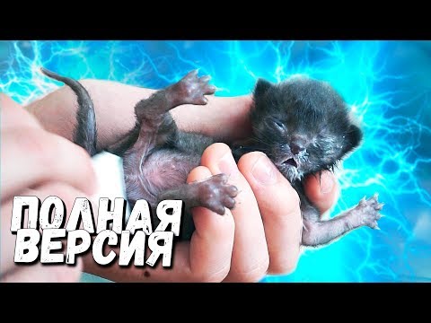 Спасение новорожденного котенка. Полная версия (English subtitles) / SANI vlog