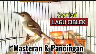 Ciblek Gacor ngebren variasi 6 lagu tembakan