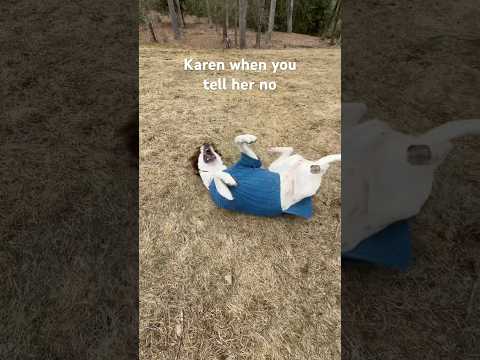 Karen doesn’t like being told no! #dogs #karen #meme #funny #manager #dogs #shorts