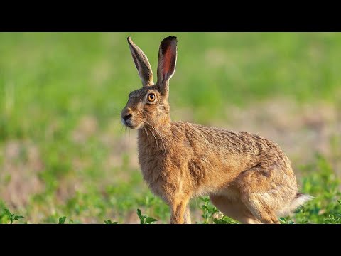 EVROPSKI ZEC - ŽIVOT, STANIŠTE, ISHRANA