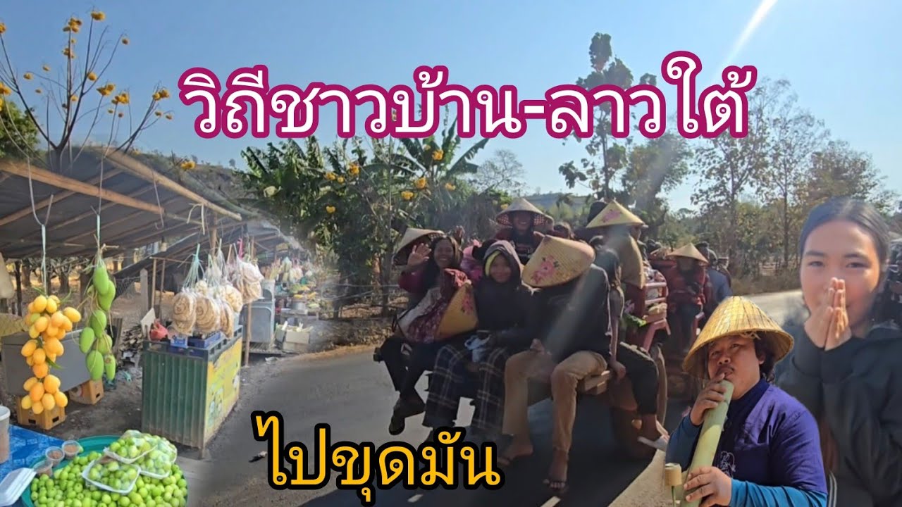 #funny#เที่ยวลาวใต้ #วิถีชาวบ้าน #สาวลาว ค้าขายหาอยู่หากินกันไป #food #laos #สปปลาว ออกสวนขุดมัน