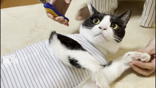 術後服を着たら簡単に爪が切れる猫のお腹がマジでヨギボーだった