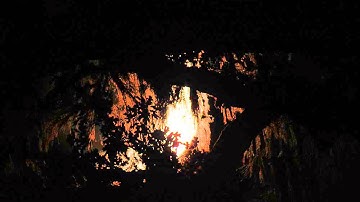 Crescent Moon Sets Behind Trees