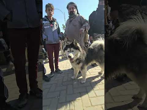 اسعار كلاب في موصل سوق كوكجلي العراق جاسم تيفي سوق الجمعة اكسبلور فولو حيوانات موصل