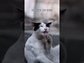 The Moment A Shy Rescue Cat Trusted Again | Daily Dose Of Cute