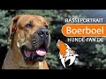 ► Boerboel [2019] Rasse, Aussehen & Charakter