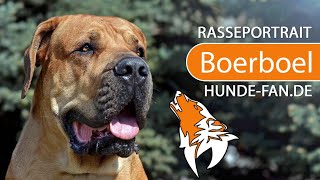 ► Boerboel [2021] History, Appearance, Temperament, Training, Exercise, Care & Health