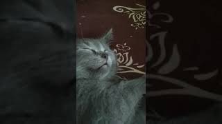 Британский кот. Котёнку снится как он сосет молочко Британский кот. Котёнку снится как он сосет молочко