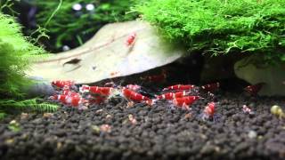 Super Crystal Red Shrimps - by Shrimp Corner Uk