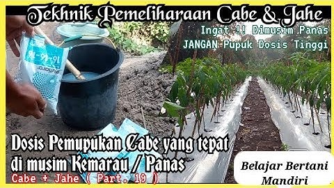 Dosis Pemupukan Cabe yang Tepat Di Musim Kemarau | Belajar Bertani Mandiri