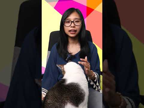 Video: Adakah kucing betina berkasturi?