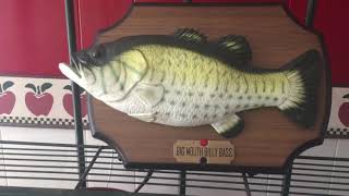 Billy Bass On Low Batteries (Kinda) - NOT MINE