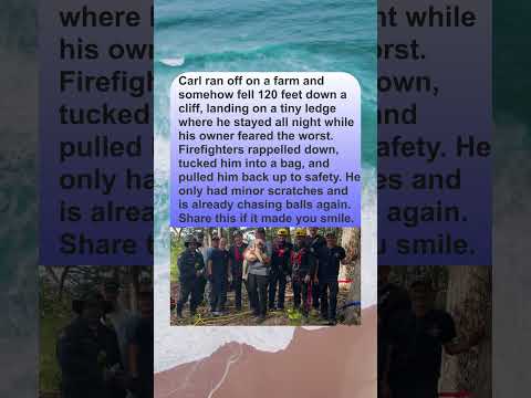 A DOG FELL OFF A CLIFF AND WAS RESCUED 17 HOURS LATER🐕🪢