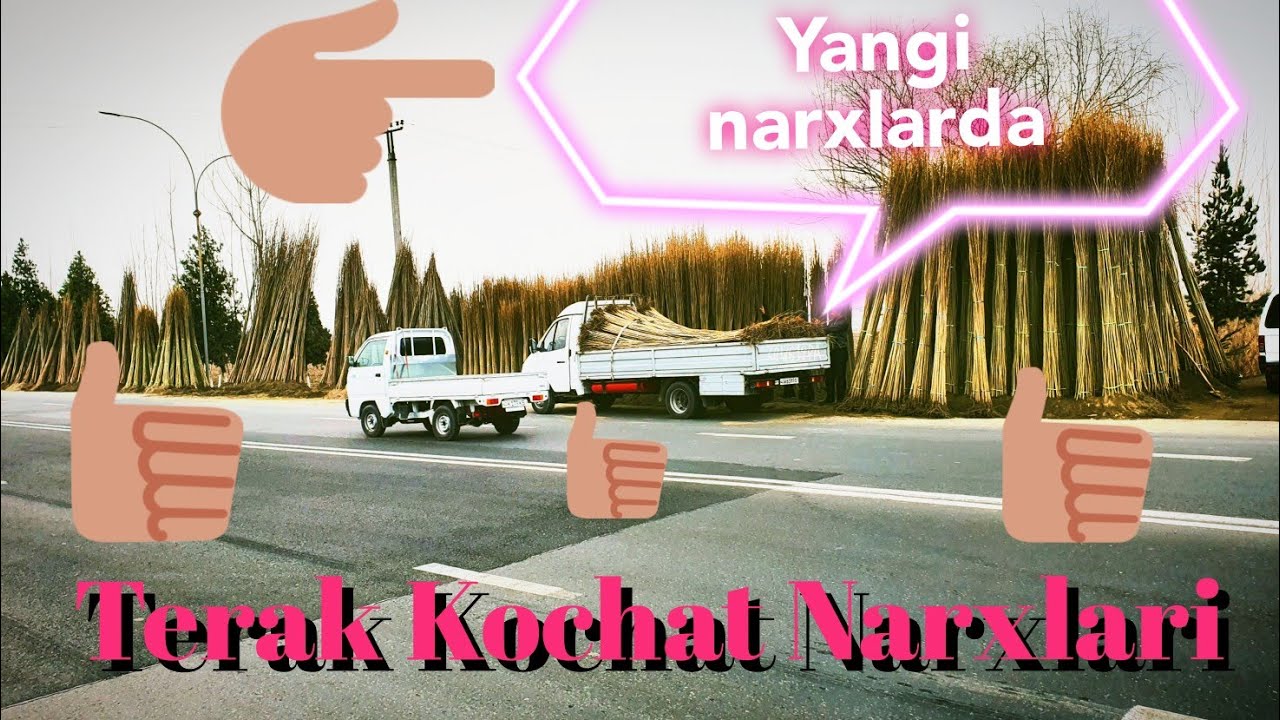 Terak Kochatlar Narxlari#2024☎️+998905821819.+998901620414.#terak #kochat #baraka #dexqon #fargona