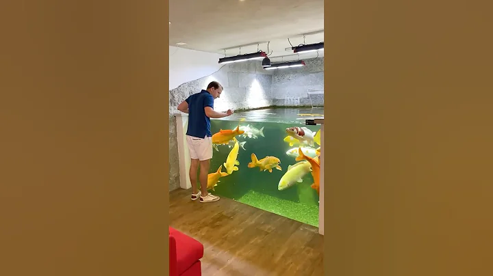 Amazing Indoor Koi Pond!