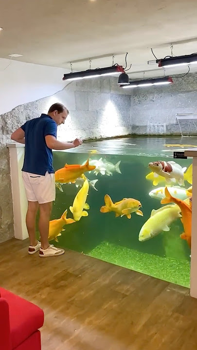 Amazing Indoor Koi Pond!