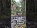 Riding through the forest