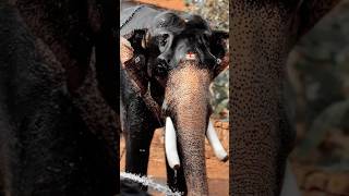 അരുണിമ പാർത്ഥസാരഥി❤️🐘 #elephantvideo #keralaelephant #aana #aana_kazhchakal #aanakambam #aanapremi