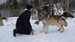 Man Welcomed by PACK OF WOLVES America's Canine Educator