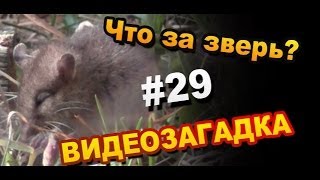 Видеозагадка #29 Назовите зверя?(Очередная видеозагадка от Секрет Мастера. Только несколько дней весной эти звери пасутся особо никого..., 2014-05-27T05:57:53.000Z)