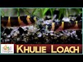 All About Khulie Loaches (Coolie Loach): Adorable Little Bottom Dweller