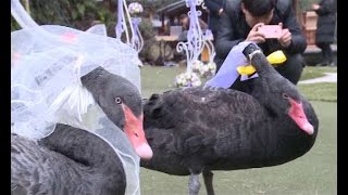 Swan wedding held on central China lake Swan wedding held on central China lake