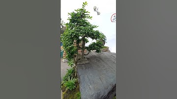 tác phẩm độc đáo có 102 #bonsai #bonsaitree #bonsaipt #caycanh #foryou