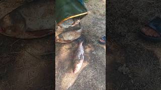 Коли ловилося? Олександрівка-3  #fishing #товстолоб #толстолобик  #риболовля #carp