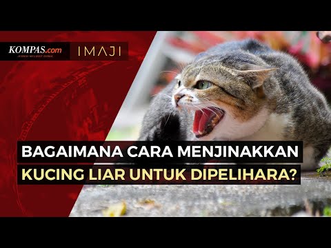 Video: Cara Menjinakkan Kucing Liar