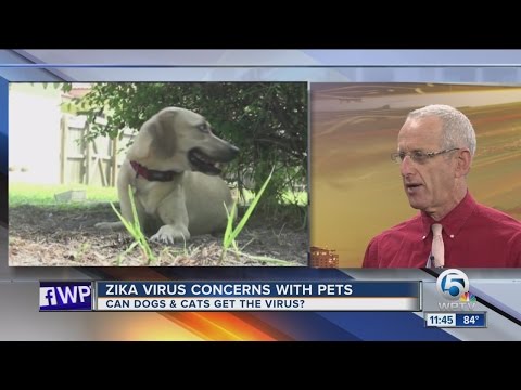 Video: Ask A Vet: Can My Dog Get Zika Virus?