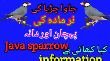 java Sparrow Gender information hindi/urdu