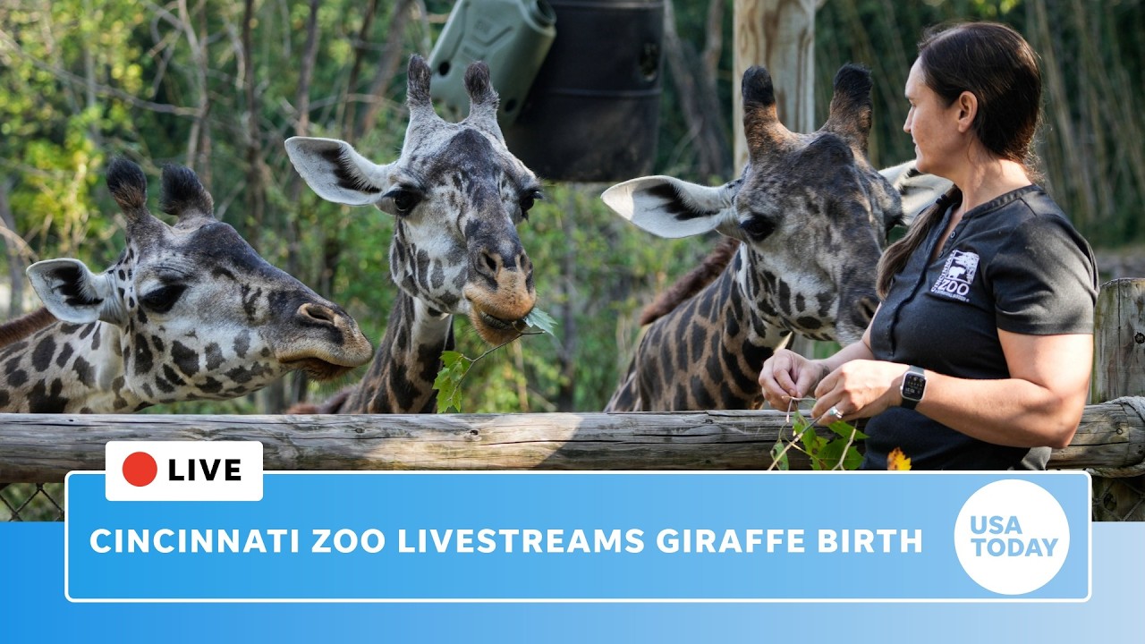 Live: Cincinnati Zoo baby giraffe birth makes history