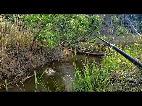 Видео: РУЧЕЙ ВЫХОДИТ ИЗ БЕРЕГОВ ОТ РЫБЫ!!Крупный карась,окунь,язь ! Рыбалка мечты на удочку!