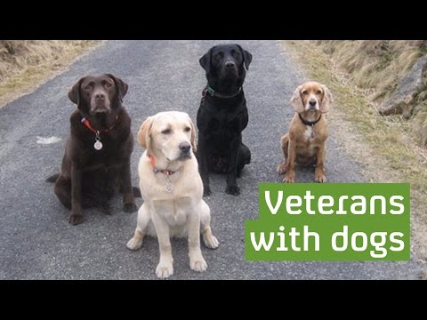 Video: Tradicionalni in holistični veterani se strinjam: teh štirih nasvetov pomagajte psom živeti življenje v največji meri