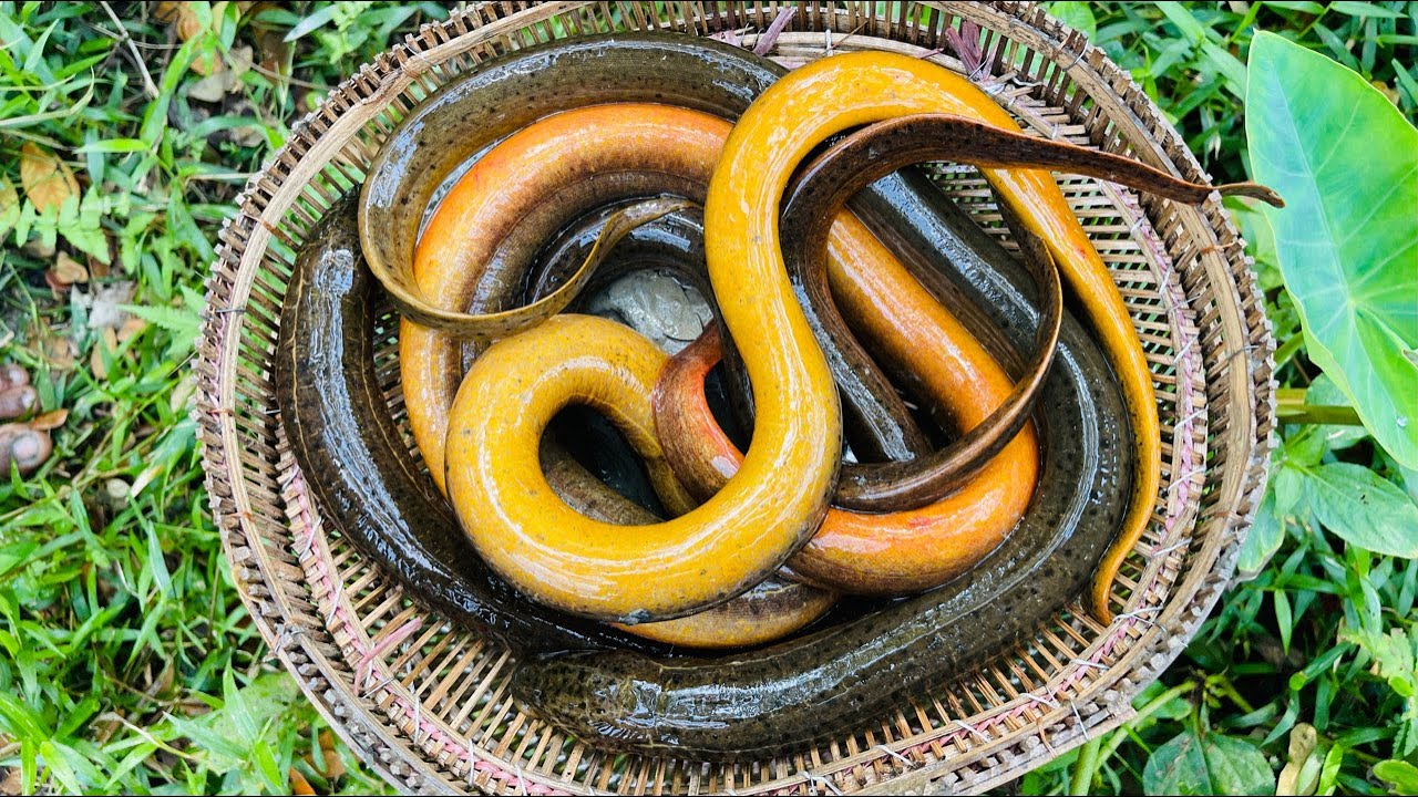 Village Chai Fishing Video | Yellow Monster Eel Fish | Best Fish ...