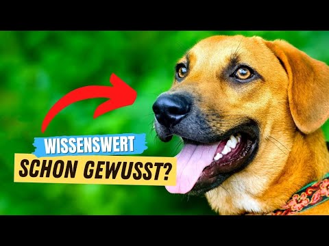 Video: Warum hechelt der Hund so viel?