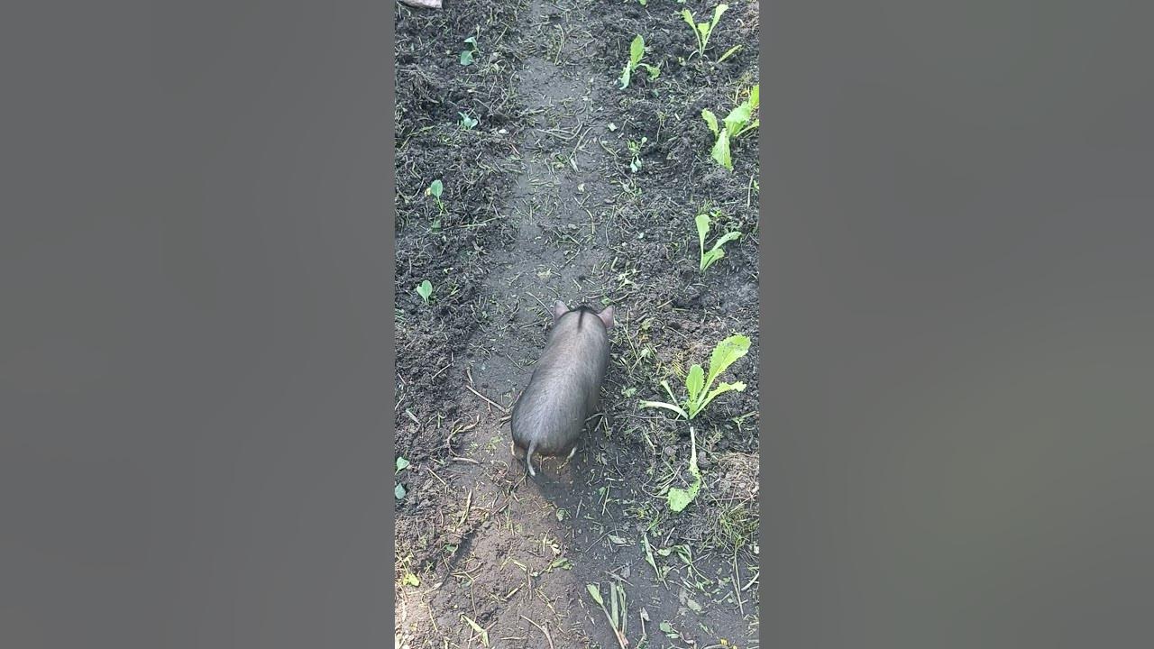 Маленькая вьетнамская свинка\Little Vietnamese Pig - YouTube