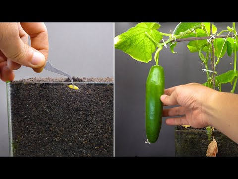 Growing Cucumber Time Lapse Seed To Fruit In 55 Days