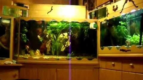 Hồ Cá Cảnh - Thiên Đường Cá Cảnh