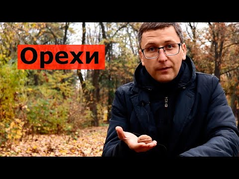 Грецкие орехи, в чем польза?