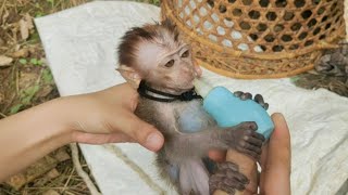 Baby monkey drink a milk| anak Monpay minum susu