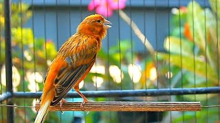 1 Hour Non Stop Canario Cantando – Best Training Audio for Canario Belga screenshot 5