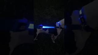 Light Up Dog Collar & Leash