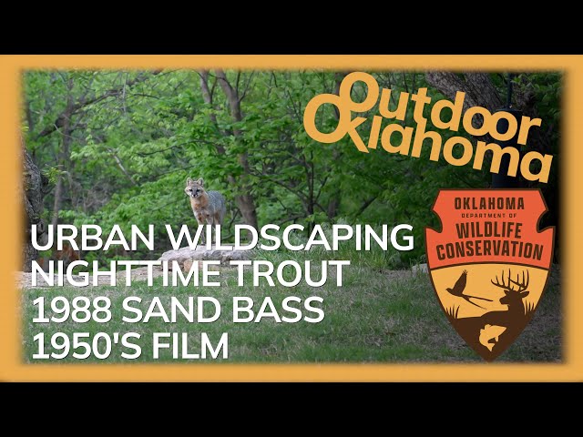 Watch Outdoor Oklahoma 4733 (Urban Wildscaping, Nighttime Trout Survey, 1988 Sand Bass, 1950's film) on YouTube.