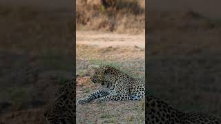 Watch a Leopard Wake Up with Its Powerful Call!